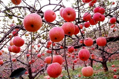 ��ʱKB88��(�й���)�ٷ���վ